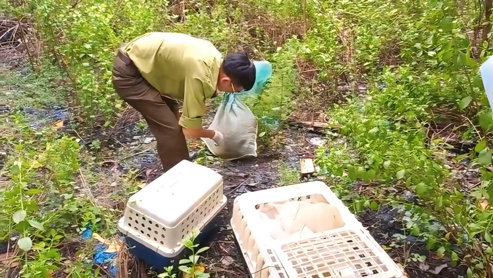 5 con khỉ bị người đàn ông bắt ở rừng Cần Giờ được thả về tự nhiên