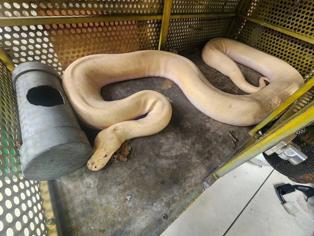 Tê tê quý hiếm bò vào trường THCS ở Quận 12 trong đêm mưa gió