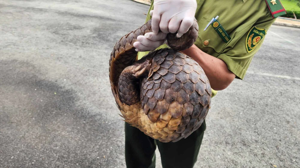 Tê tê quý liên tục xuất hiện sau đêm mưa ở Quận 12