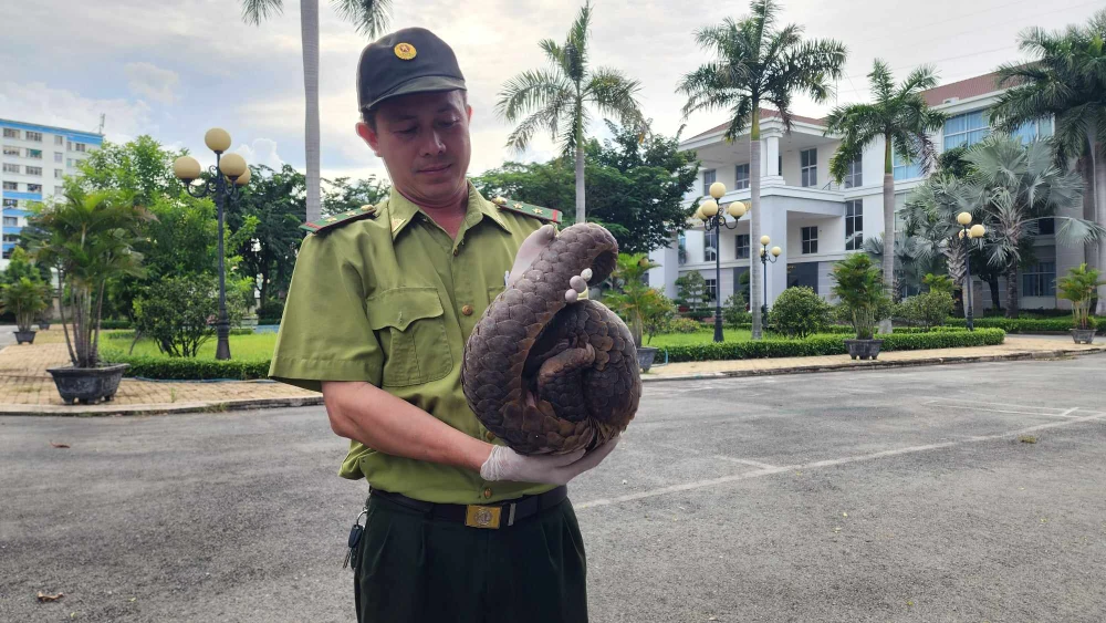Tê tê quý liên tục xuất hiện sau đêm mưa ở Quận 12