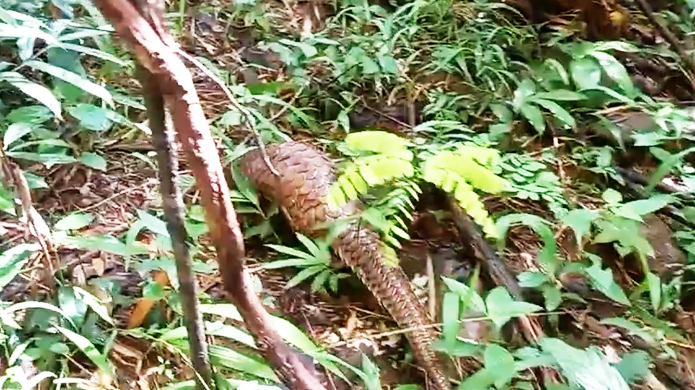 Tê tê Java là vật chứng trong vụ án hình sự ở quận Bình Tân được thả về tự nhiên