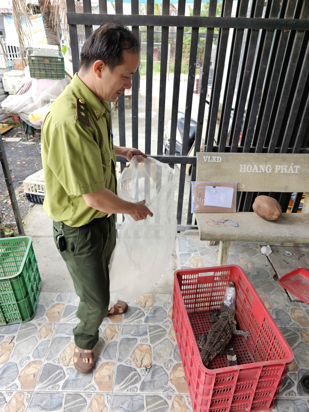 Con cá sấu được dân vây bắt ở Quận 12 được bàn giao cho kiểm lâm