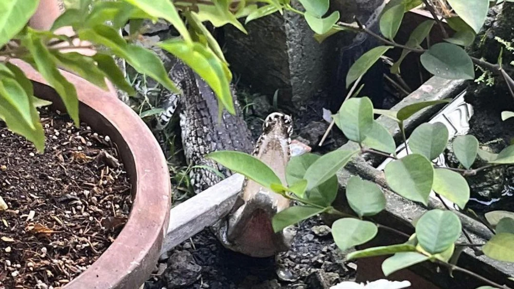 Người dân vây bắt con cá sấu nặng 8kg ở Quận 12