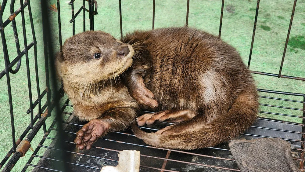 Người đàn ông ở Thủ Đức bắt được rái cá quý hiếm ngay trước cửa nhà