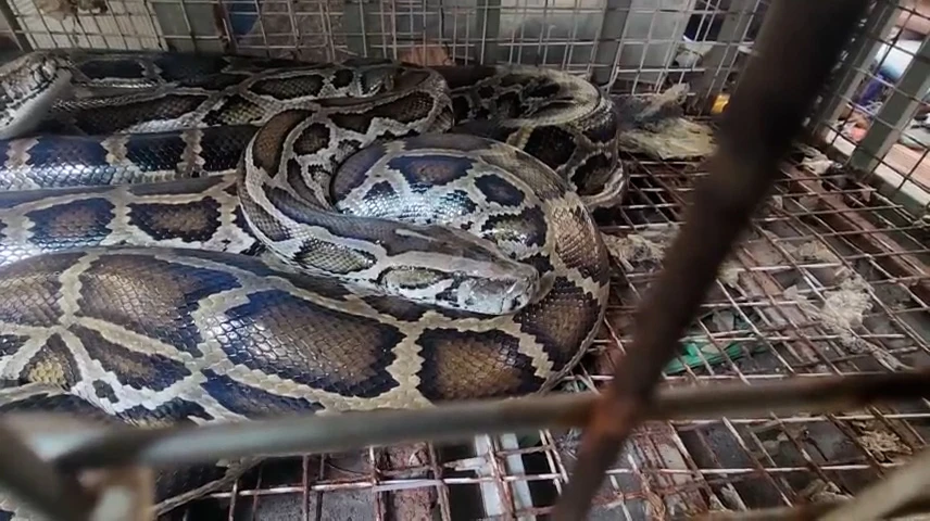 Đầu năm Ất Tỵ, người dân TP Thủ Đức bàn giao 3 con trăn ‘khủng’