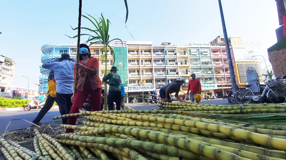 dan-tp-hcm-lua-tung-cay-mia-vang-cung-ngoc-hoang-mong-gia-dao-binh-an (11).jpg