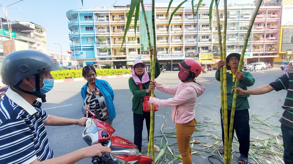 dan-tp-hcm-lua-tung-cay-mia-vang-cung-ngoc-hoang-mong-gia-dao-binh-an (12).jpg