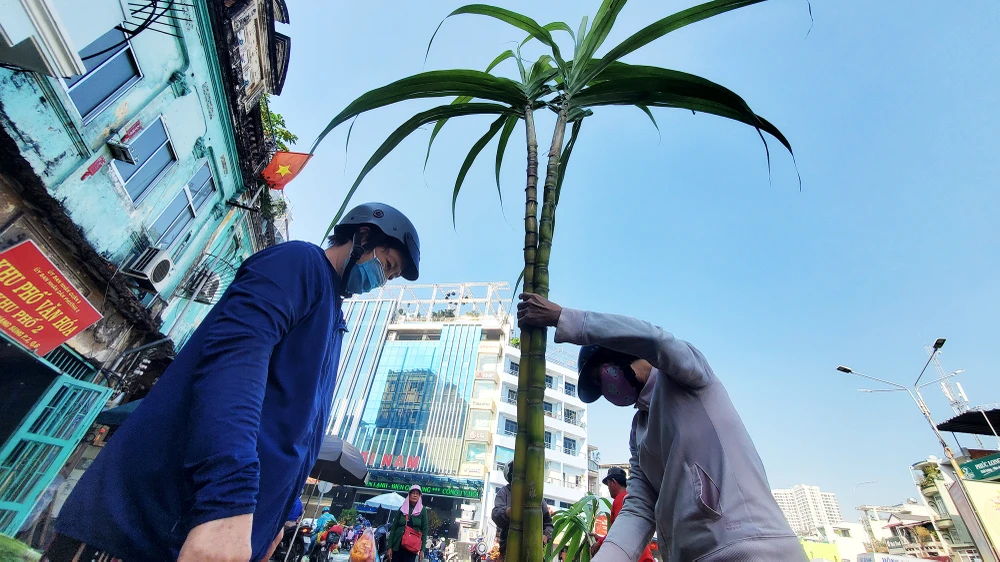 dan-tp-hcm-lua-tung-cay-mia-vang-cung-ngoc-hoang-mong-gia-dao-binh-an (15).jpg