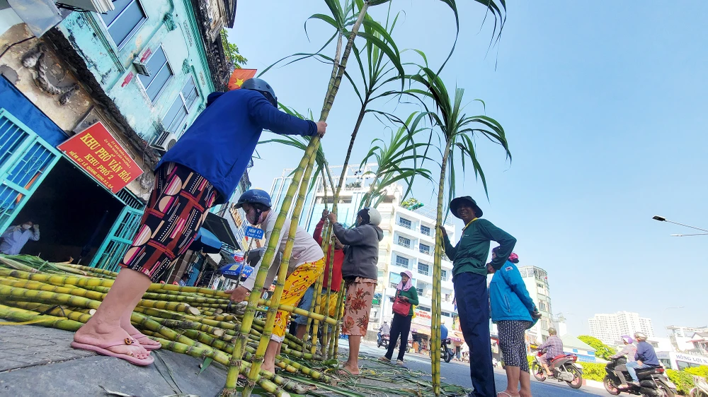 dan-tp-hcm-lua-tung-cay-mia-vang-cung-ngoc-hoang-mong-gia-dao-binh-an (19).jpg