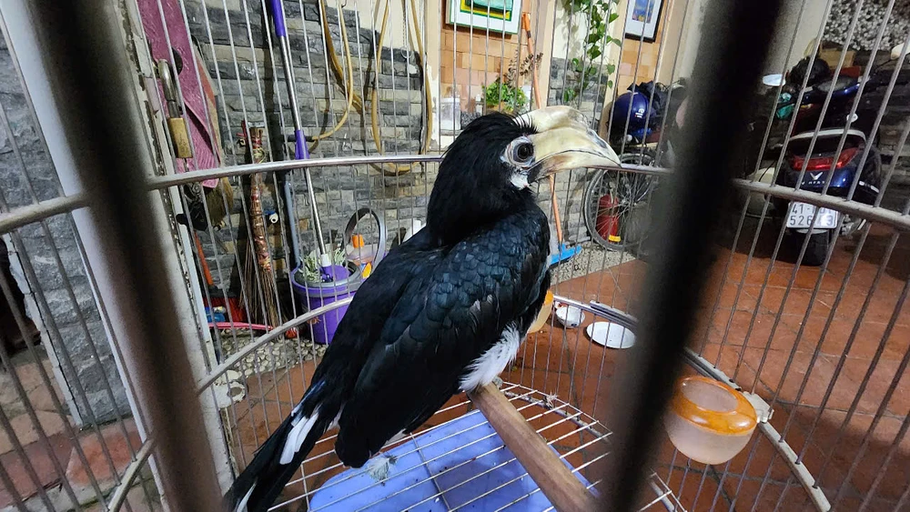 Về nhà lúc nửa đêm thì thấy con chim lạ, nam thanh niên giao kiểm lâm