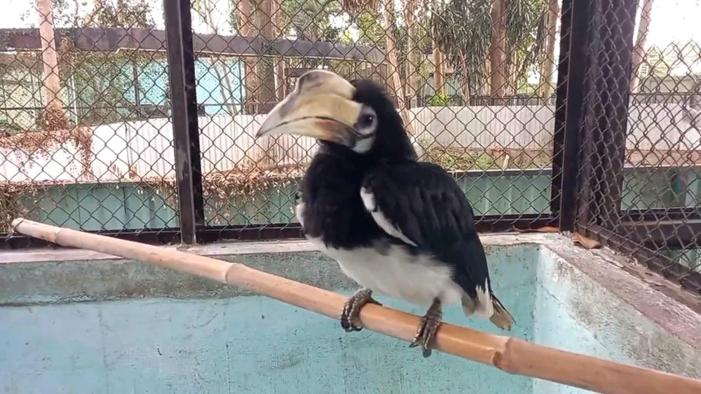 Con chim lạ liên tục xuất hiện ở TP.HCM