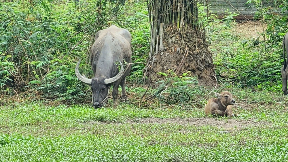 trâu húc 2 người