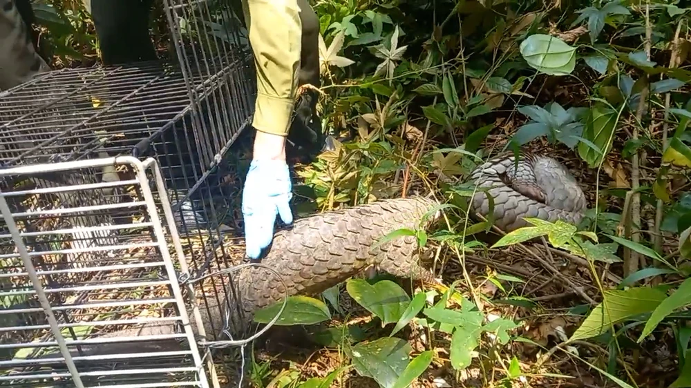 Tê tê quý bắt được sau mưa lớn ở quận 12 được thả về tự nhiên