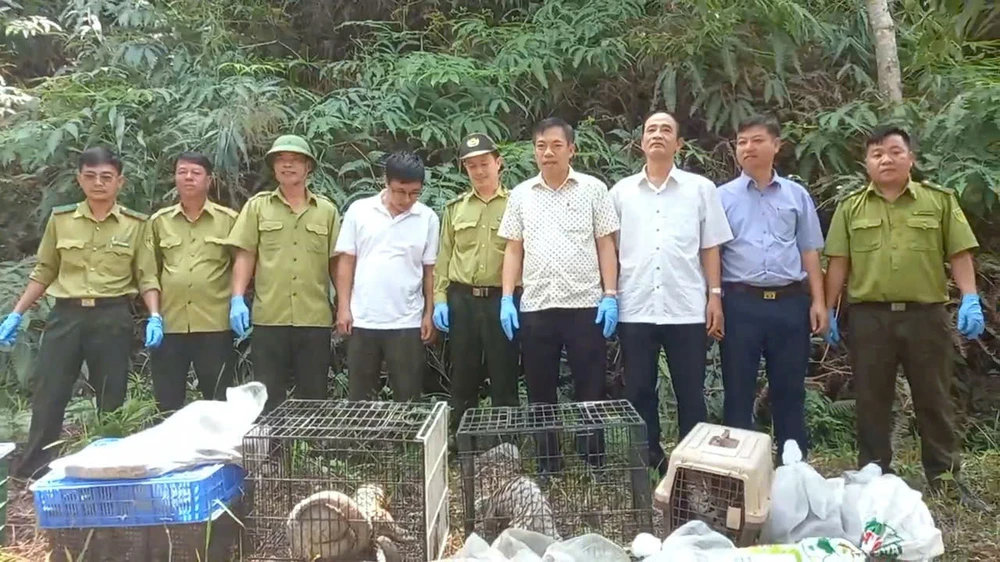 Tê tê quý bắt được sau mưa lớn ở quận 12 được thả về tự nhiên