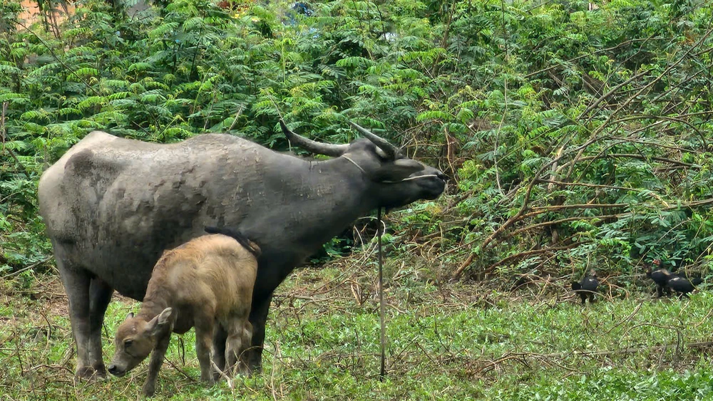 Xử phạt người đàn ông bị trâu húc khi đi chích ếch ở Bình Chánh