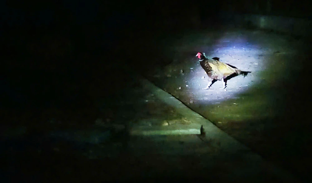 'Khi màn đêm buông xuống' ở Thảo cầm viên Sài Gòn có gì?