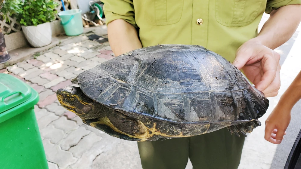 Đang giao 5 con rùa quý thì 1 con bò đi, được hàng xóm bắt lại
