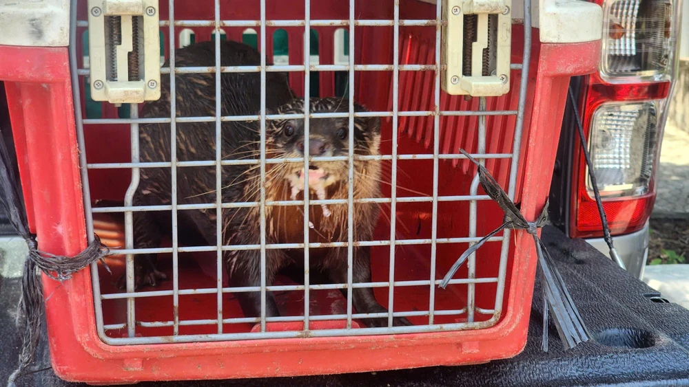 Con rái cá vuốt bé quý hiếm là vật chứng trong vụ án hình sự được thả về Cần Giờ