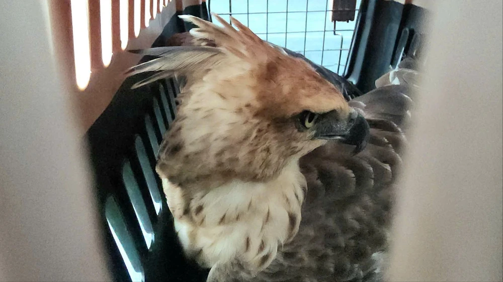 Chim lạ mắc kẹt trên dây điện ở Bình Tân được giải cứu