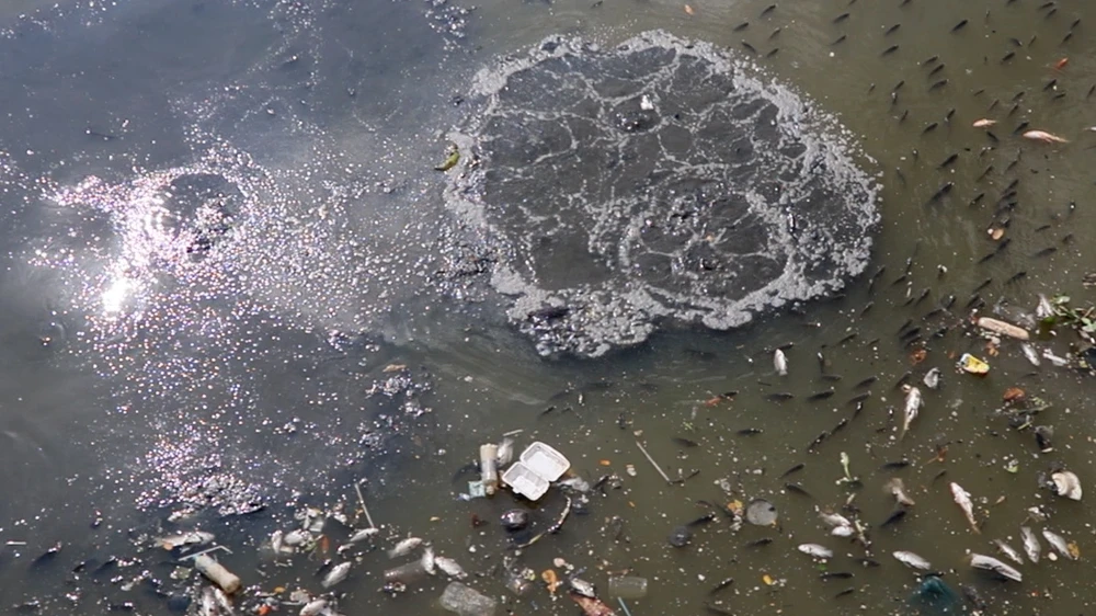 Cá chết đầy kênh đẹp nhất TP.HCM, người dân bịt mũi khi qua lại