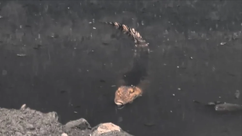 Cảnh sát tìm bắt con cá sấu được người dân phát hiện dưới kênh Nước Đen