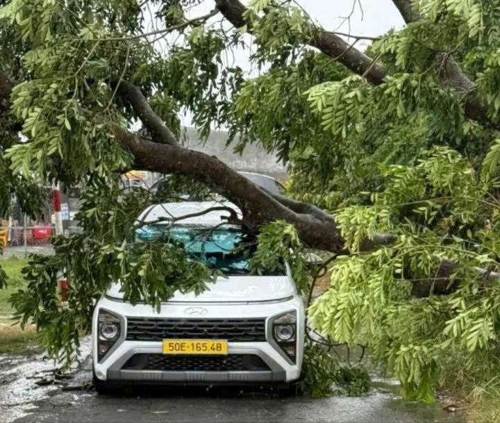 mua-to-gio-lon-cay-do-hang-loat-de-nhieu-o-to-o-tp-hcm (13).jpg