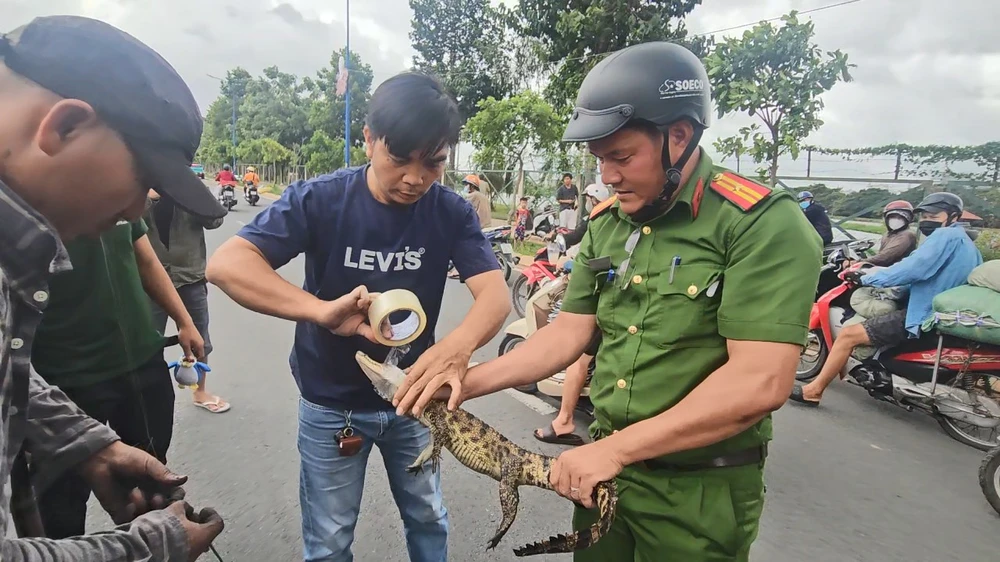 Trước đó, vào buổi sáng, lực lượng chức năng phường Bình Hưng Hòa đã bắt được con cá sấu. Ảnh: HT