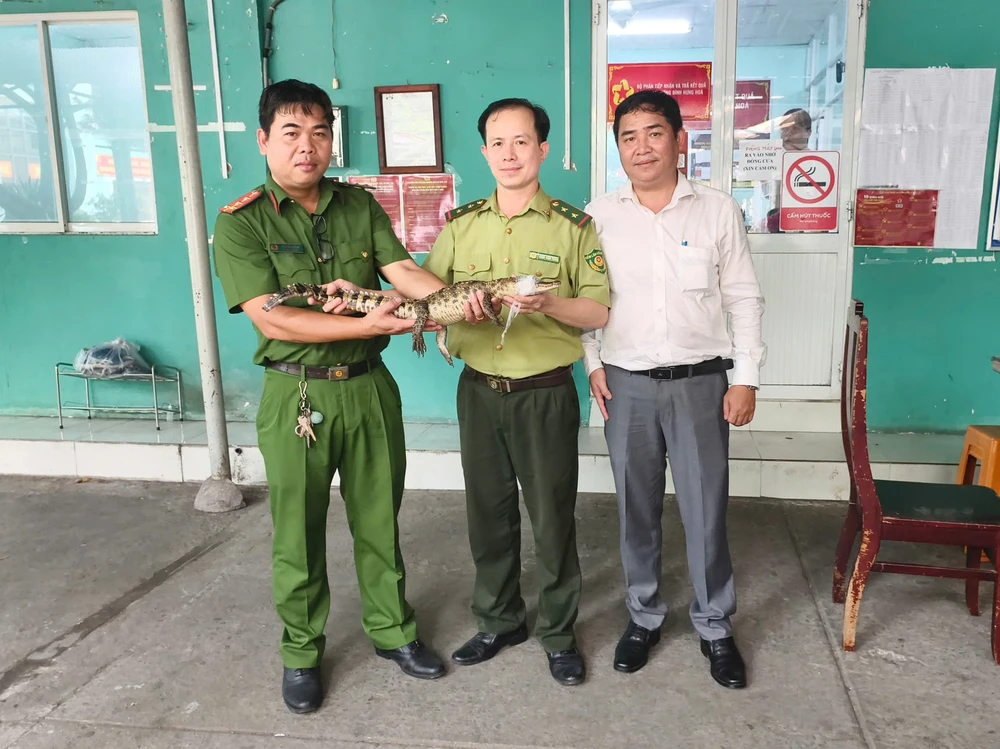 Con cá sấu được lực lượng chức năng phường Bình Hưng Hòa bàn giao cho kiểm lâm vào chiều cùng ngày. Ảnh: HT
