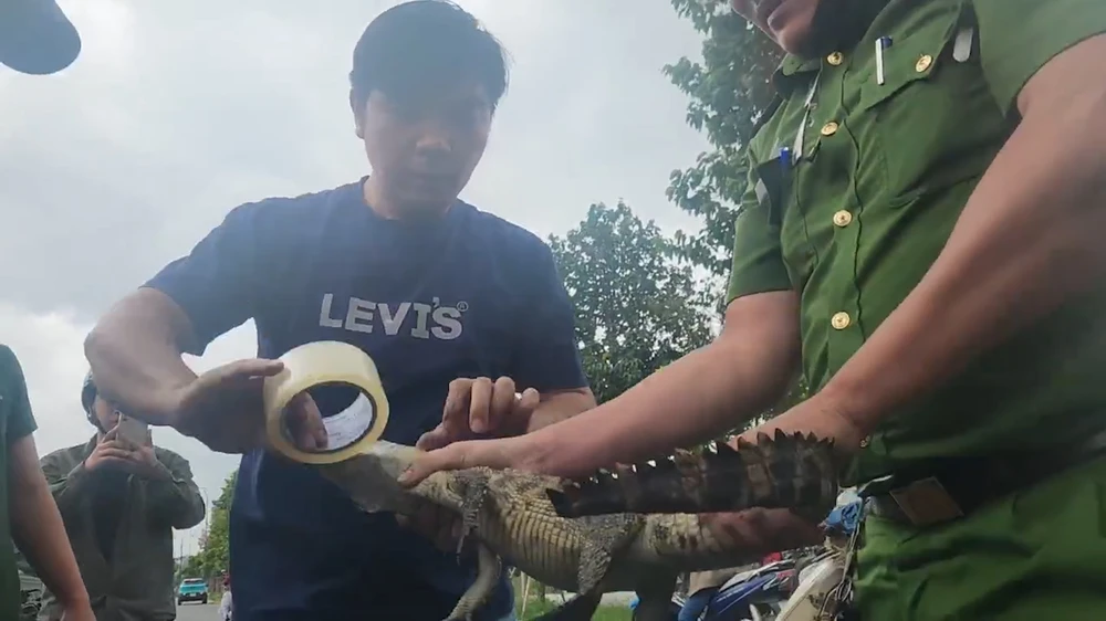 Con cá sấu đã được lực lượng chức năng bắt đưa lên bờ an toàn. Ảnh: HT