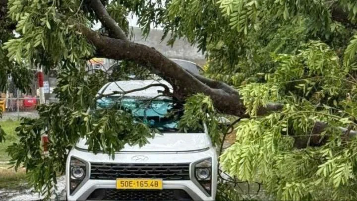 Phó Chủ tịch UBND TP.HCM chỉ đạo rà soát, xử lý cây xanh nguy cơ gãy đổ trong mùa mưa