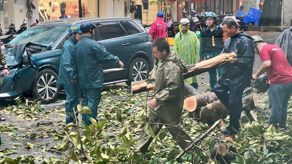 Phó Chủ tịch UBND TP.HCM chỉ đạo rà soát, xử lý cây xanh nguy cơ gãy đổ trong mùa mưa