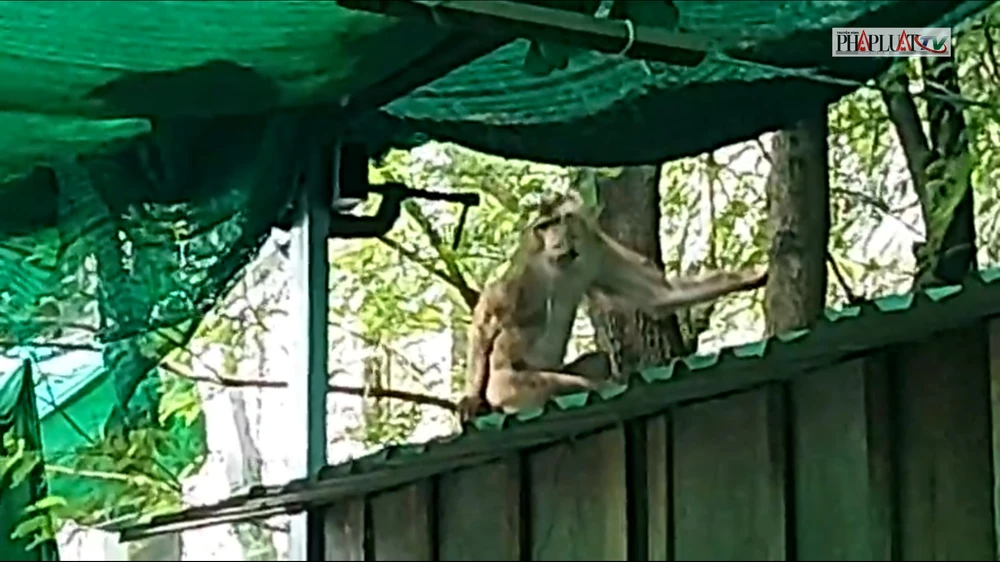 Khỉ đực gần 7kg quậy phá, trộm trái cây... ở Bình Hưng Hòa bị bắn thuốc mê