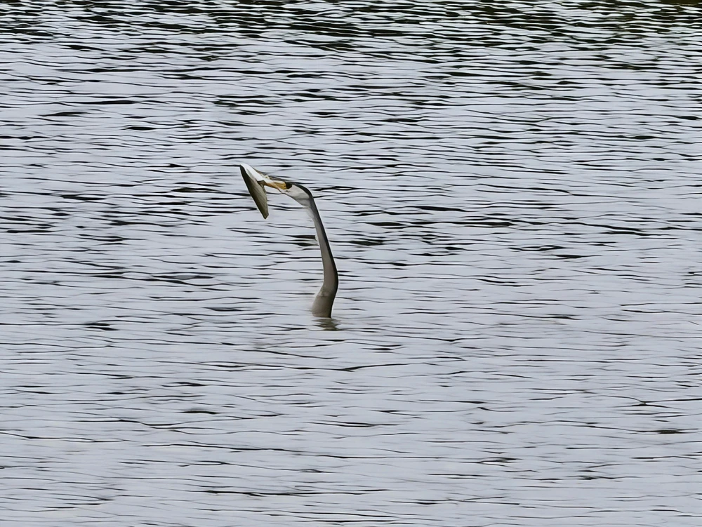 4-con-chim-co-ran-quy-hiem-xuat-hien-o-ho-ban-nguyet (1).jpg