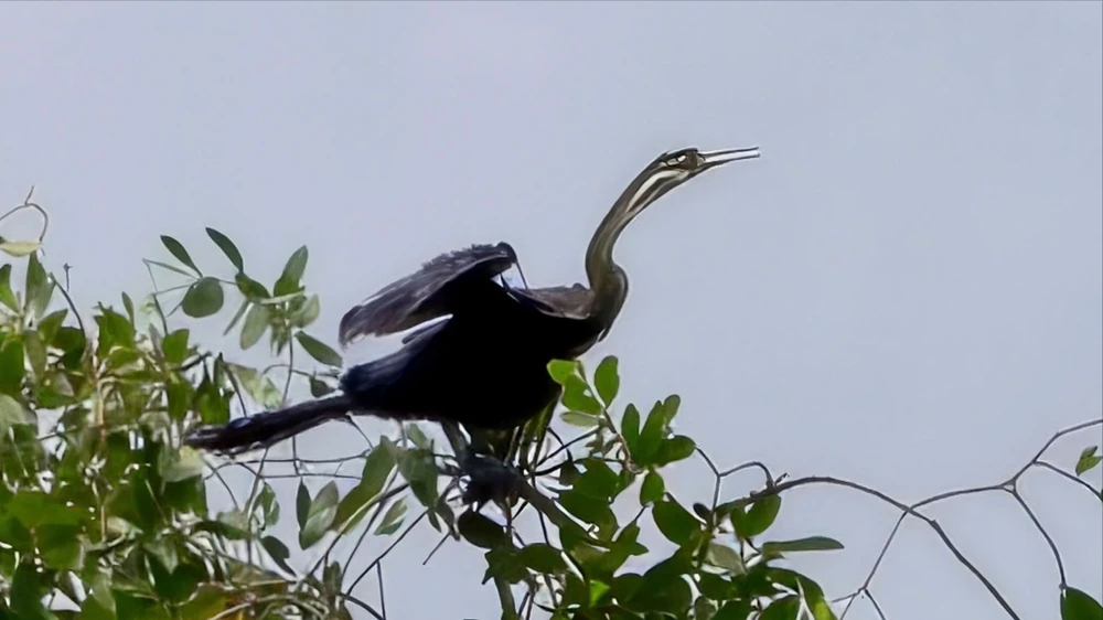 4 con chim cổ rắn quý hiếm xuất hiện, bắt cá ở hồ Bán Nguyệt