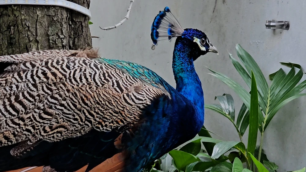 TP.HCM: Chim khổng tước bay vào căn hộ ở tầng 6 chung cư