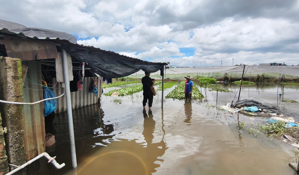 Mưa lớn khiến nhiều vườn rau ở xã Vĩnh Lộc bị ngập, thiệt hại hàng trăm triệu