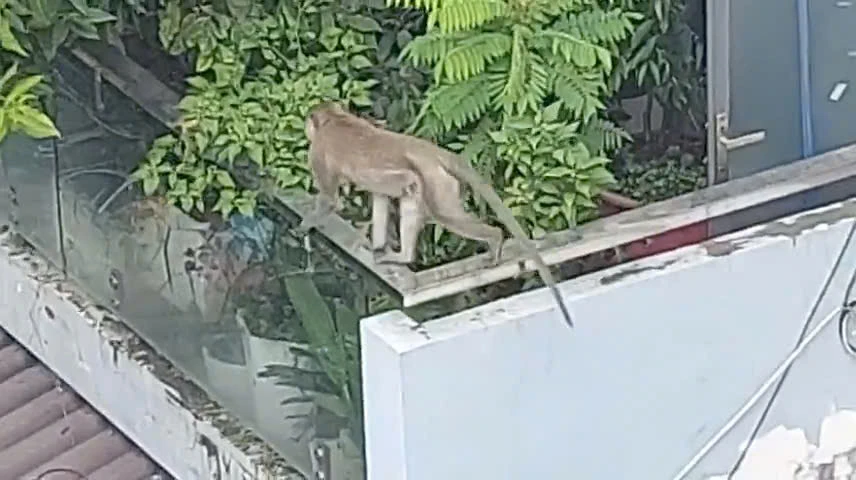 tp-hcm-khi-duc-hon-8kg-quay-pha-trom-trai-cay-bi-kiem-lam-ban-thuoc-me (2).jpg