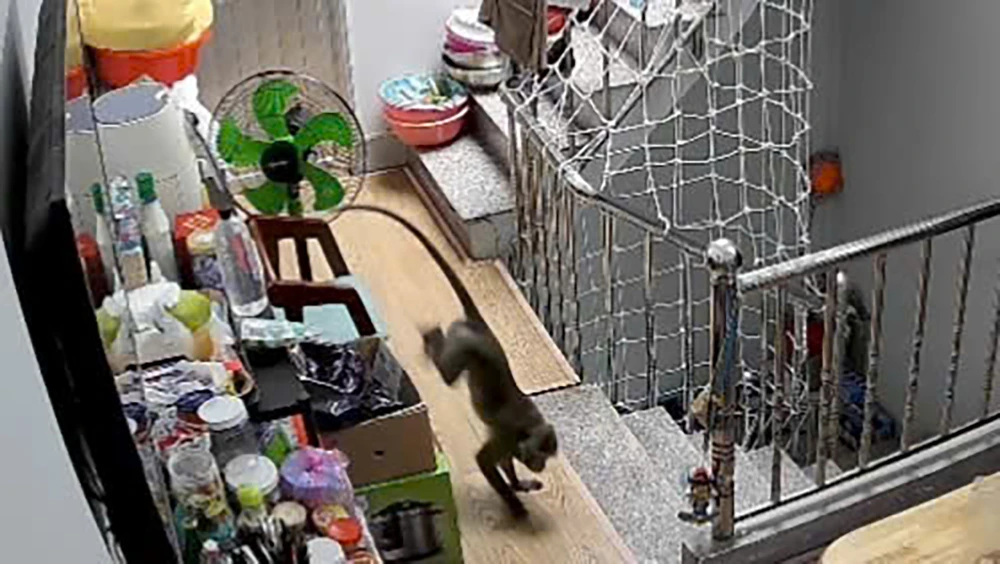 TP.HCM: Khỉ đực hơn 8kg quậy phá, trộm trái cây... bị kiểm lâm bắn thuốc mê