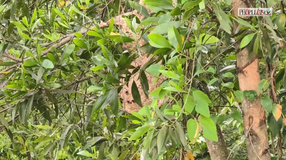 Cảnh sát xử lý tổ ong to như trái mít gần Trường THCS Lê Minh Xuân