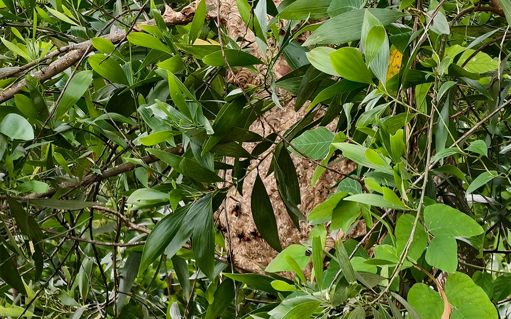 Tổ ong vò vẽ to như trái mít nằm gần Trường THCS Lê Minh Xuân khiến nhà trường, phụ huy lo lắng