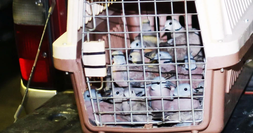 Người phụ nữ chủ lô 500 con chim cu ngói bị phạt hành chính