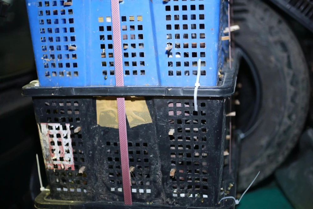 phat-hien-tam-giu-500-con-chim-cu-ngoi-khong-ro-nguon-goc-tai-tp-hcm (2).jpg