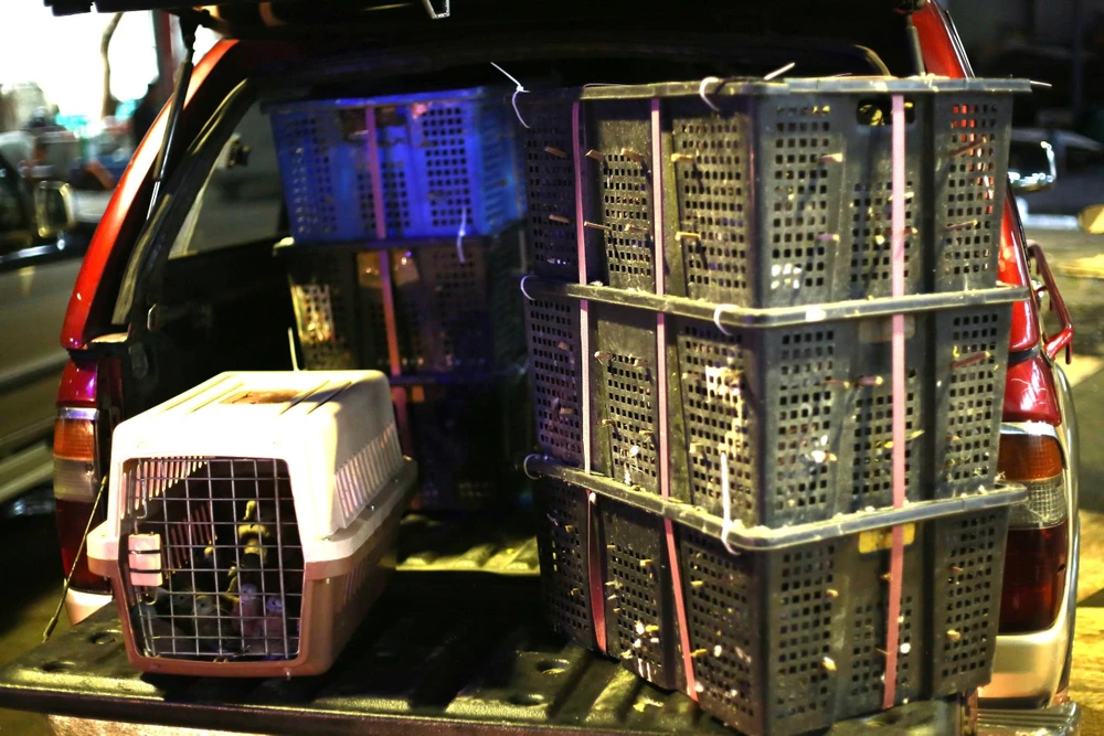 phat-hien-tam-giu-500-con-chim-cu-ngoi-khong-ro-nguon-goc-tai-tp-hcm (3).jpg