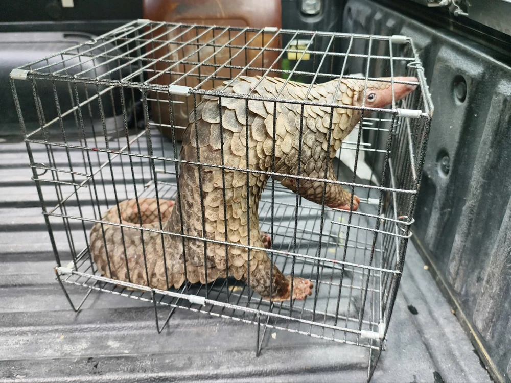 rua-co-soc-va-te-te-quy-bat-ngo-xuat-hien-tren-duong-o-tp-hcm-duoc-nguoi-dan-giao-kiem-lam (2).jpg