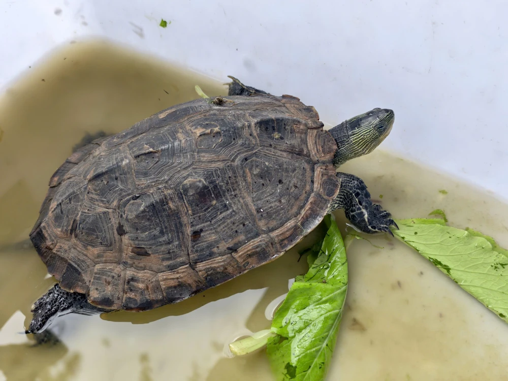 Rùa cổ sọc và tê tê quý bất ngờ xuất hiện trên đường ở TP.HCM được người dân giao kiểm lâm