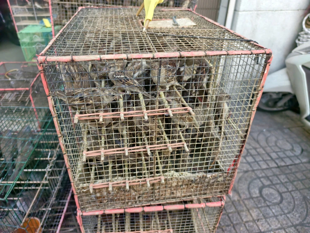 kiem-lam-tp-hcm-thu-giu-1-000-con-chim-rung-ban-tren-duong-thuan-kieu (1).jpg