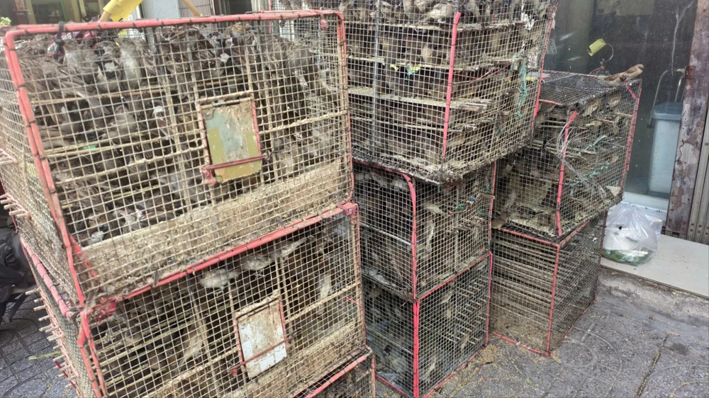 kiem-lam-tp-hcm-thu-giu-1-000-con-chim-rung-ban-tren-duong-thuan-kieu (2).jpg