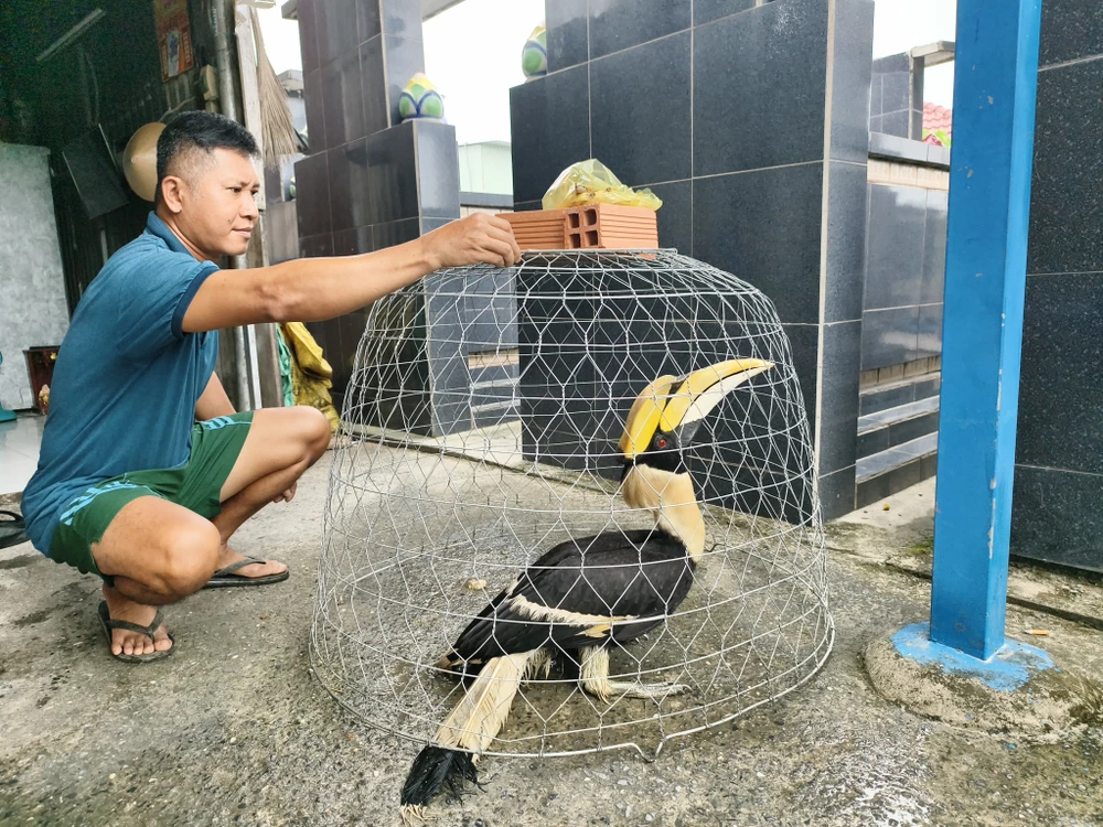 nguoi-dan-tp-hcm-giao-chim-hong-hoang-quy-hiem-cho-kiem-lam-4-88.jpg