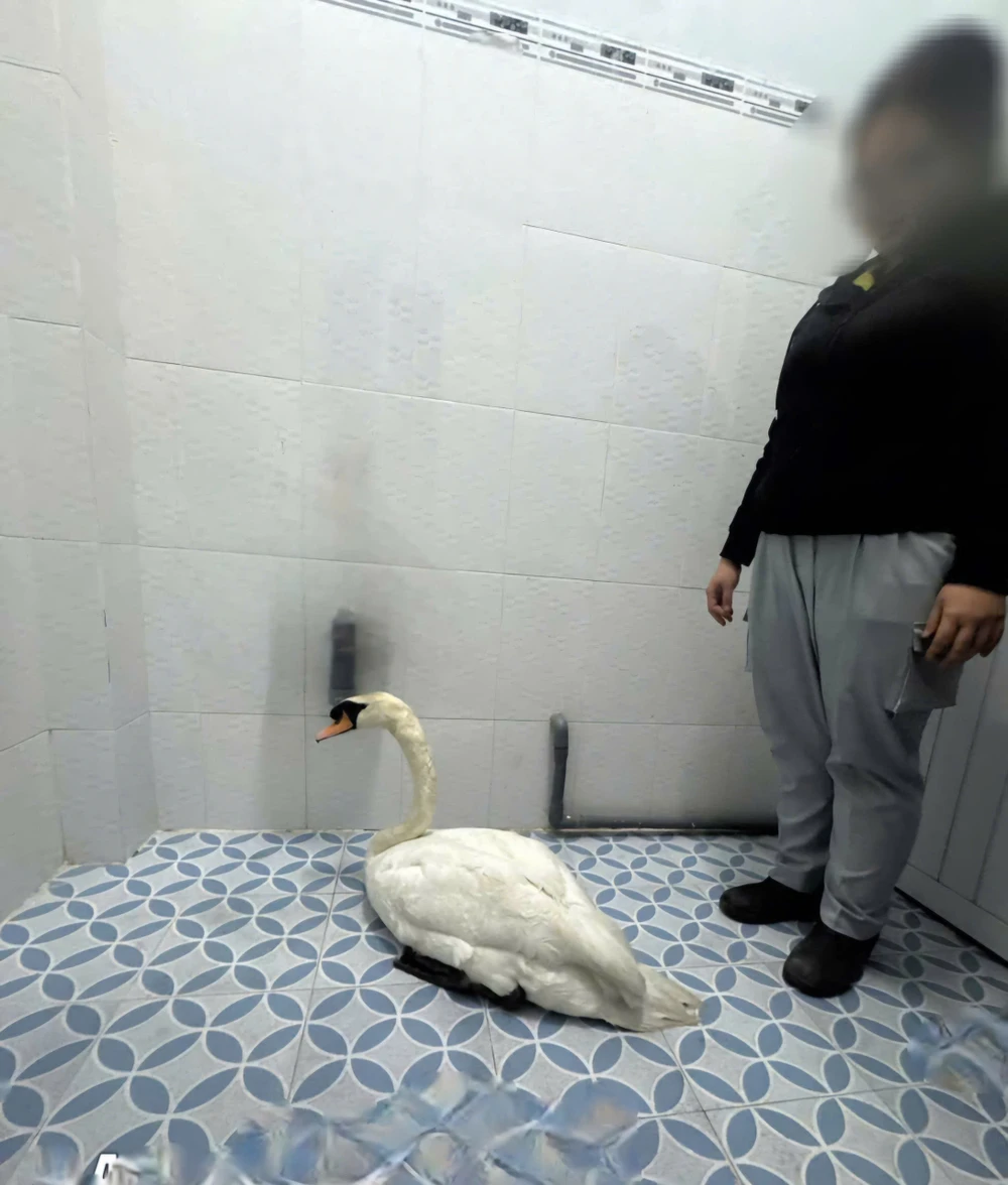 cong-an-phuong-sai-gon-nhanh-chong-truy-xet-giai-cuu-thien-nga-bi-trom-tai-thao-cam-vien (1).jpg