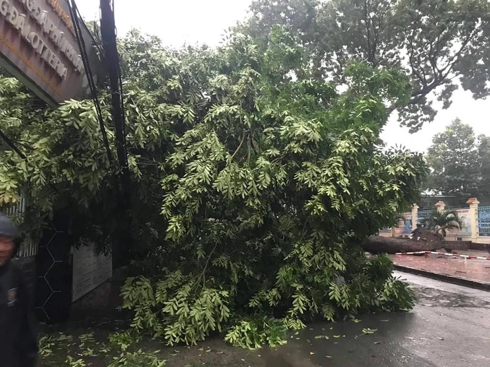 Cây lớn bật gốc ngã xuống chắn ngang đường. Ảnh: ĐC